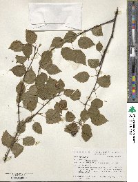Betula utilis image