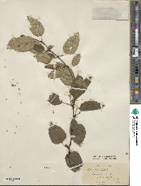 Betula utilis image