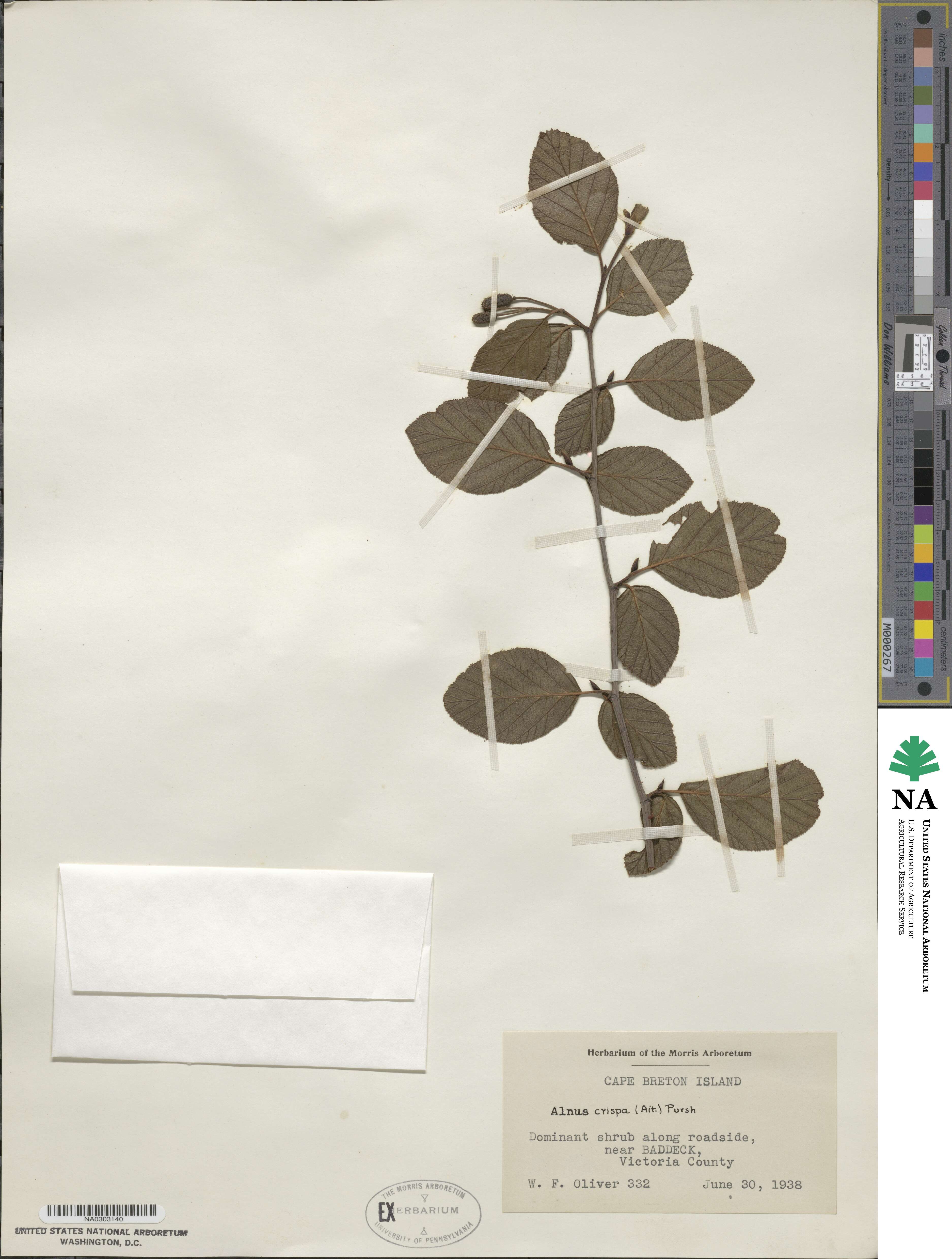Alnus image