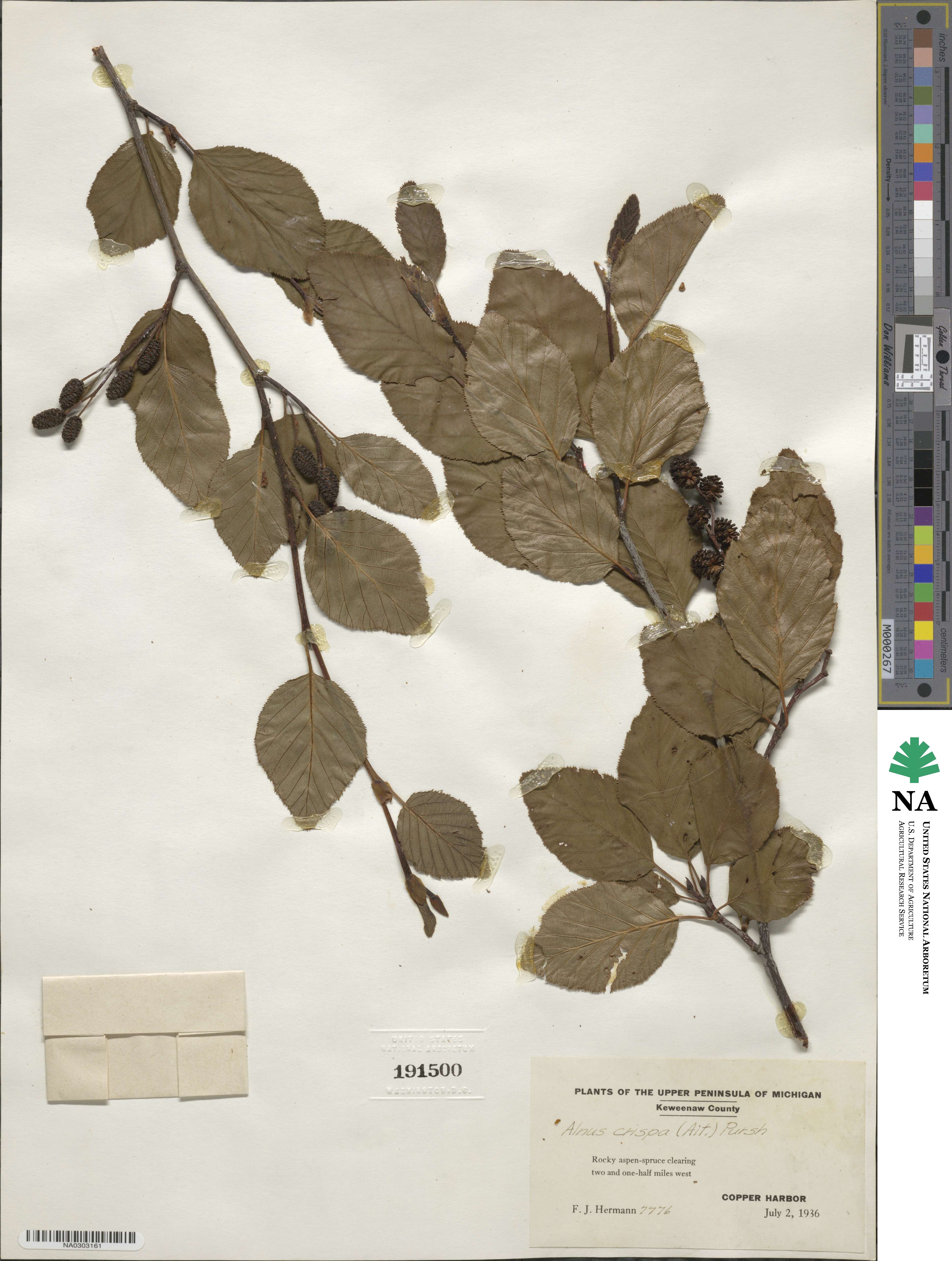 Alnus alnobetula subsp. crispa image