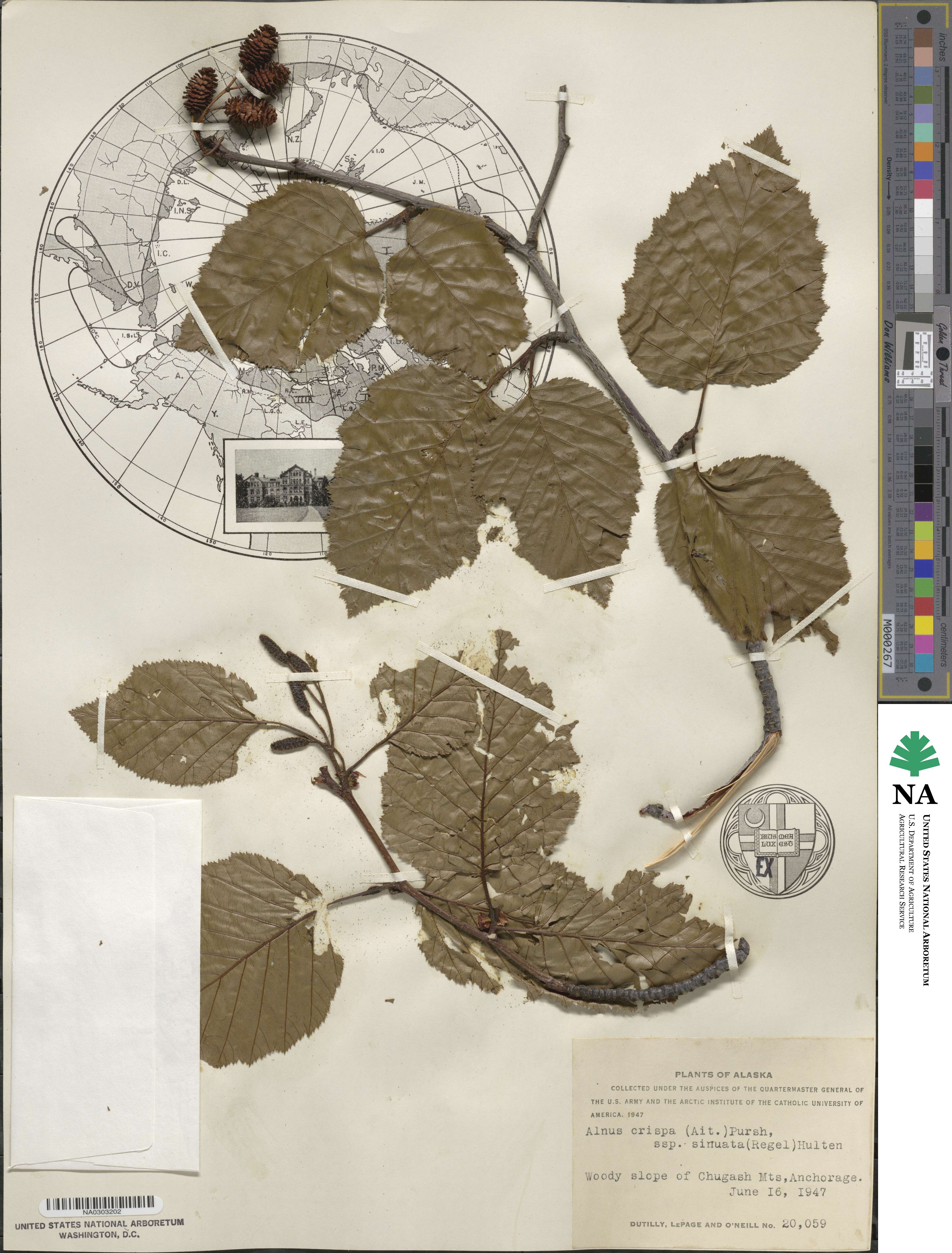 Alnus alnobetula subsp. sinuata image