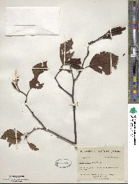 Alnus incana image