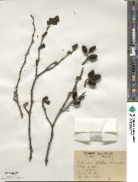 Alnus incana image