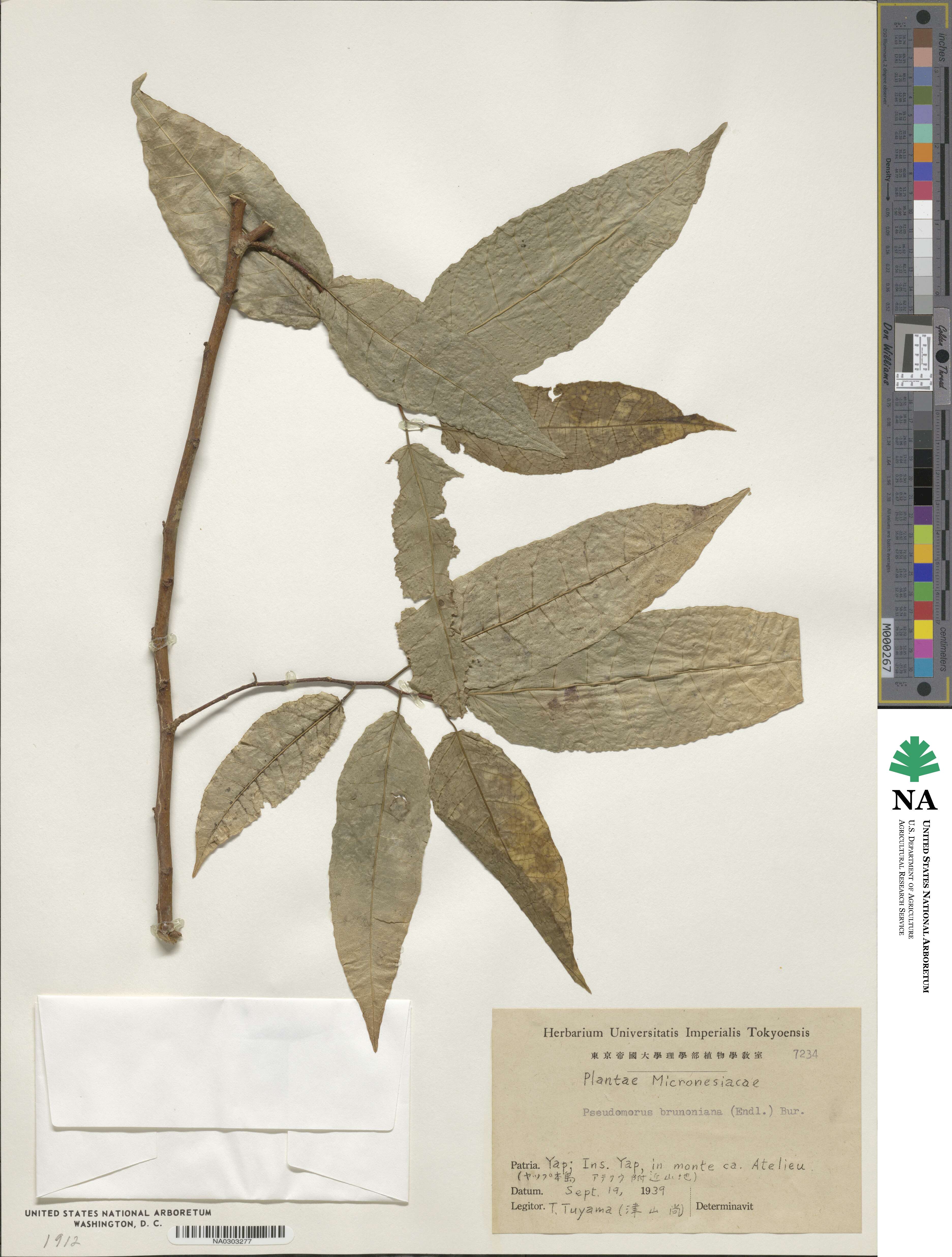 Paratrophis image