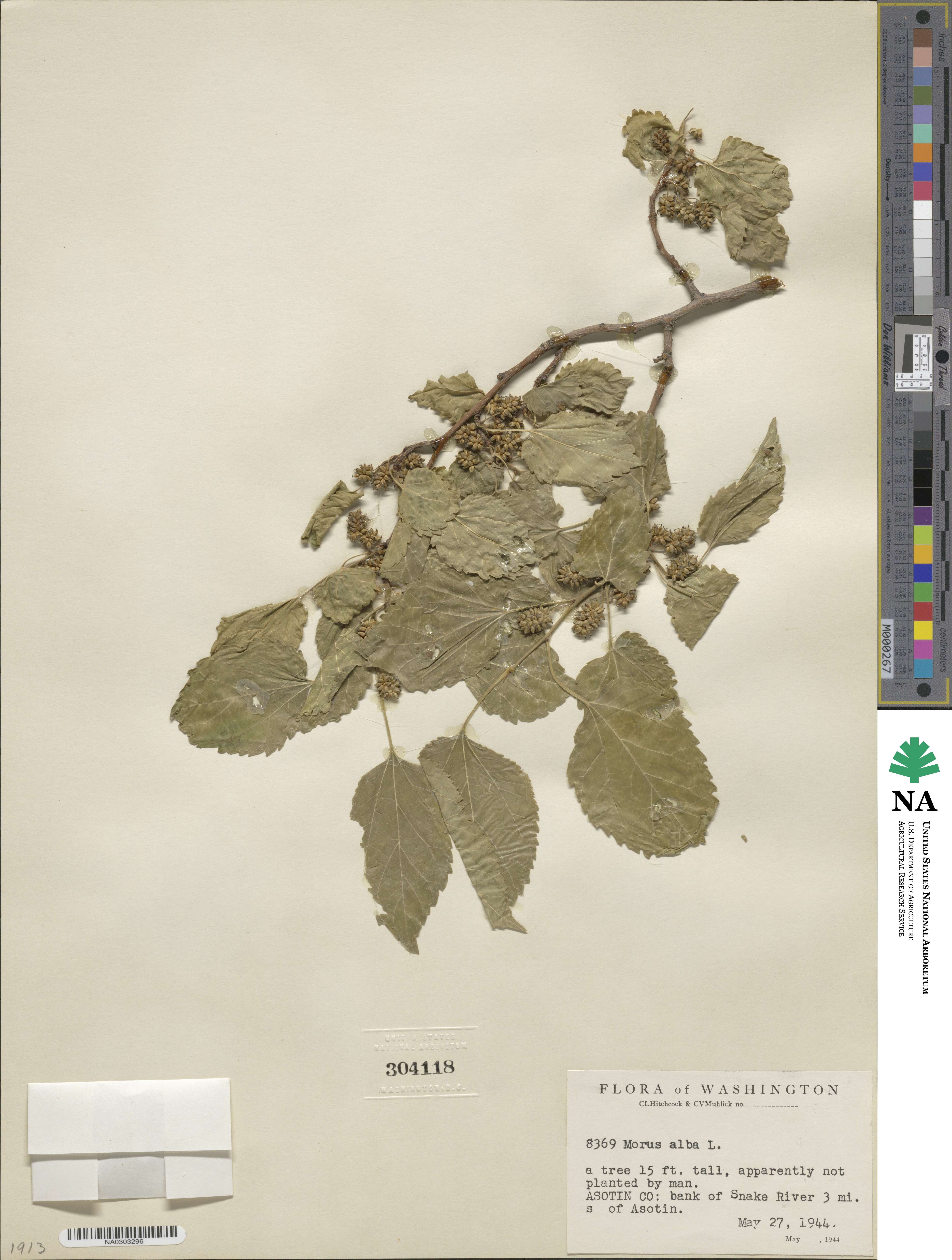 Morus alba image