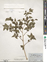 Image of Morus celtidifolia