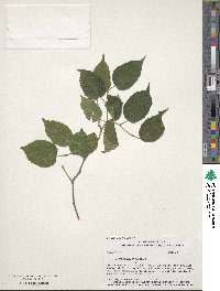 Morus microphylla image