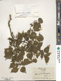 Morus microphylla image