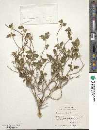 Morus microphylla image