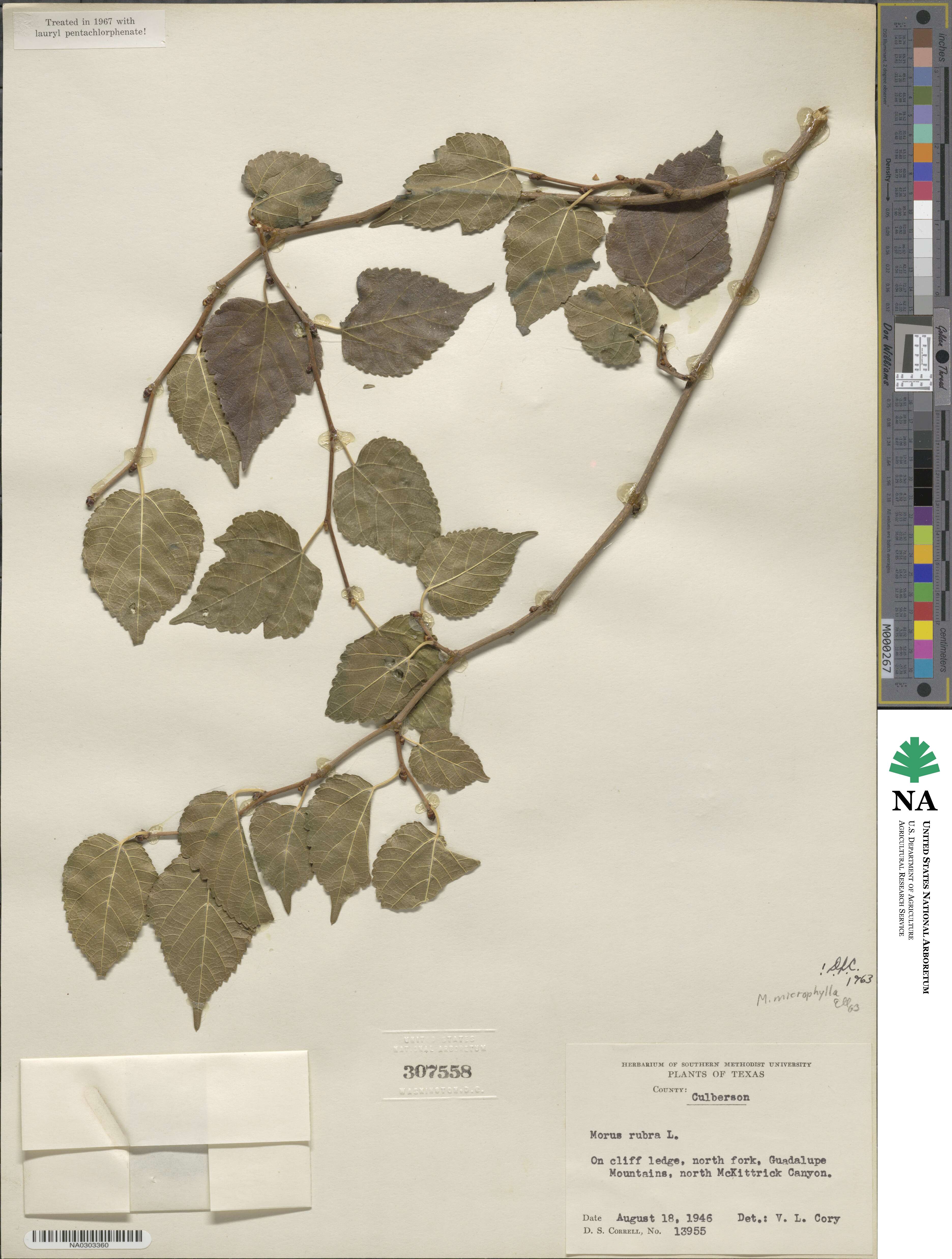 Morus microphylla image