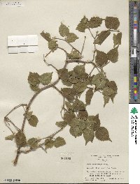 Morus microphylla image