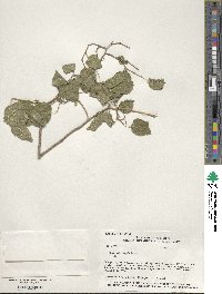 Morus microphylla image