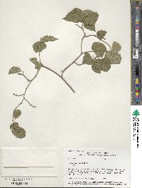 Morus microphylla image