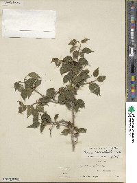 Morus microphylla image