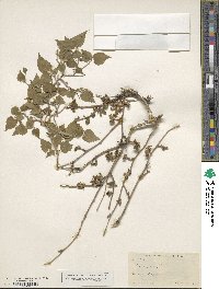 Morus alba image