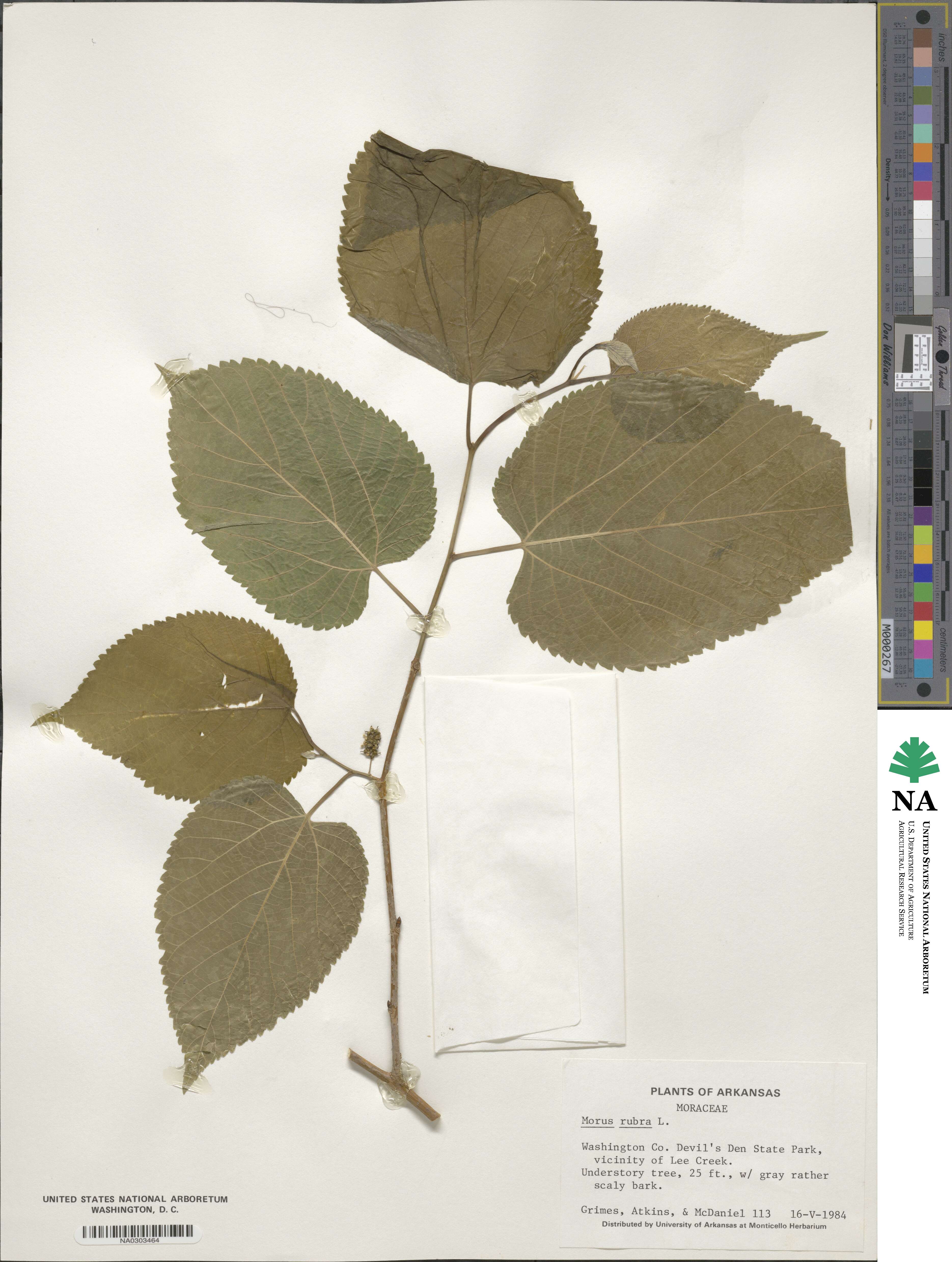 Morus rubra image