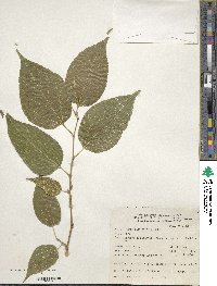 Morus celtidifolia image