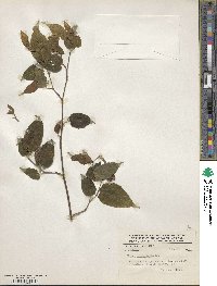 Morus celtidifolia image