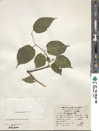 Morus celtidifolia image