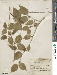 Morus microphylla image