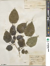 Morus microphylla image