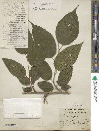 Morus celtidifolia image