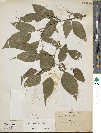 Morus celtidifolia image