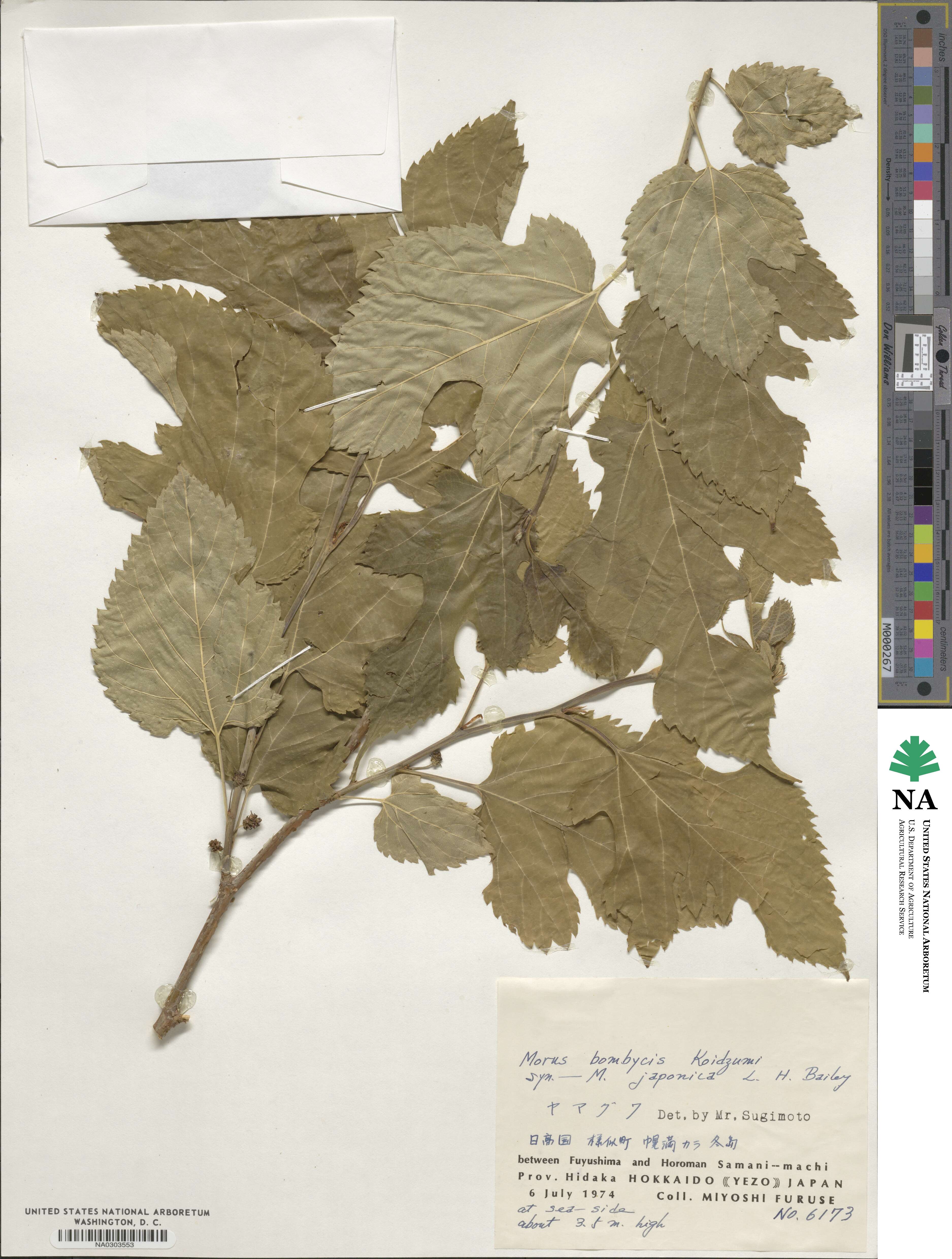 Morus australis image