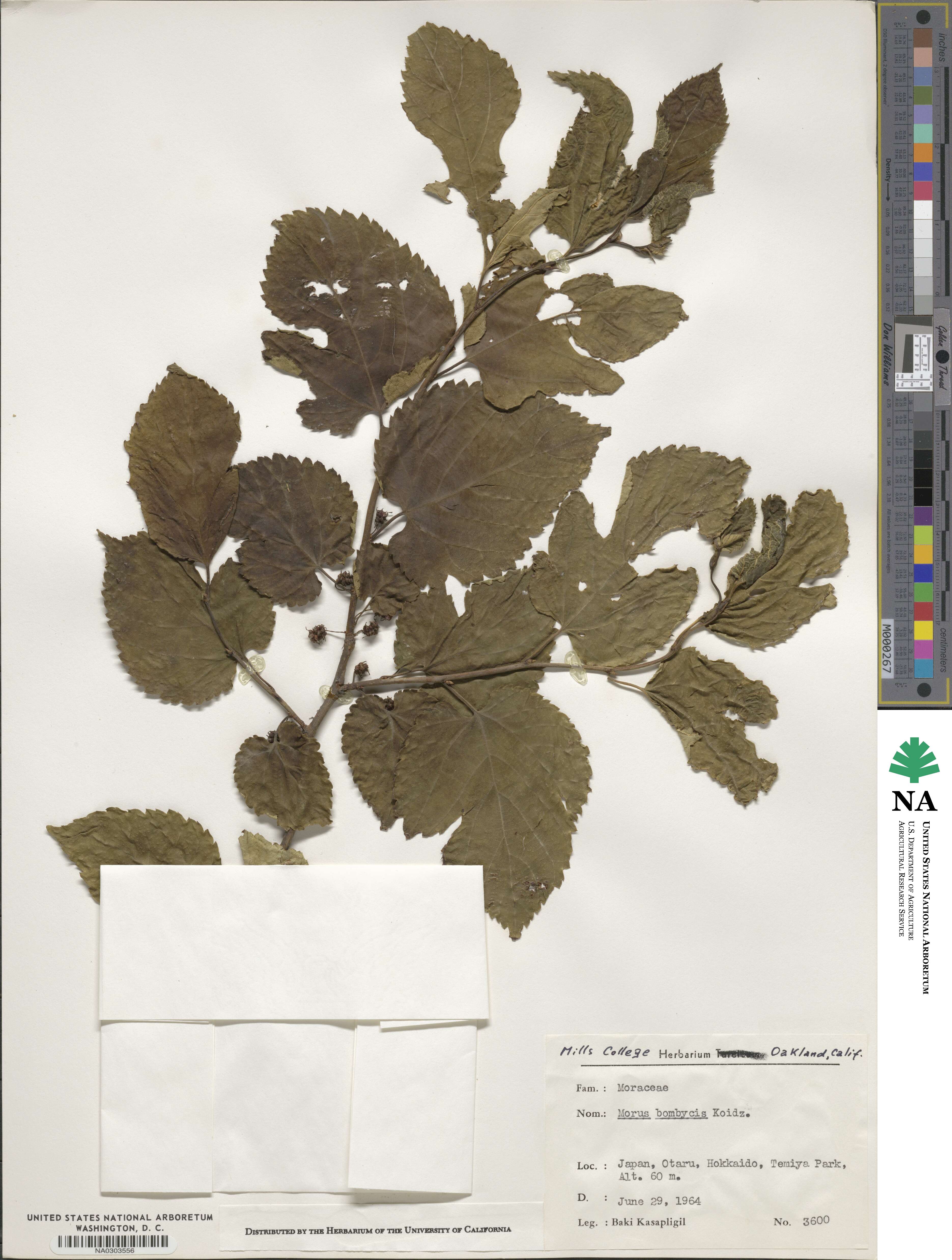 Morus australis image