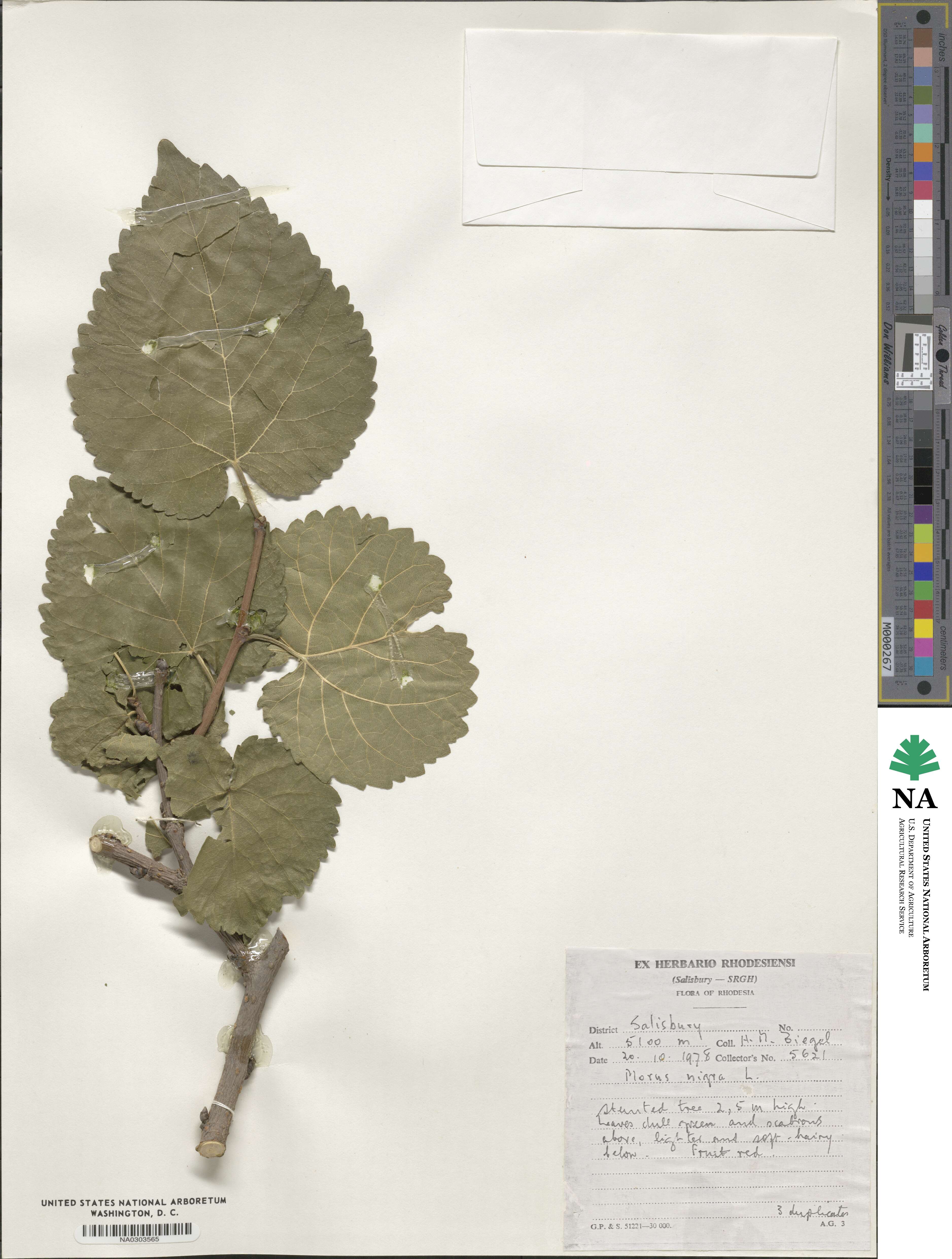 Morus nigra image
