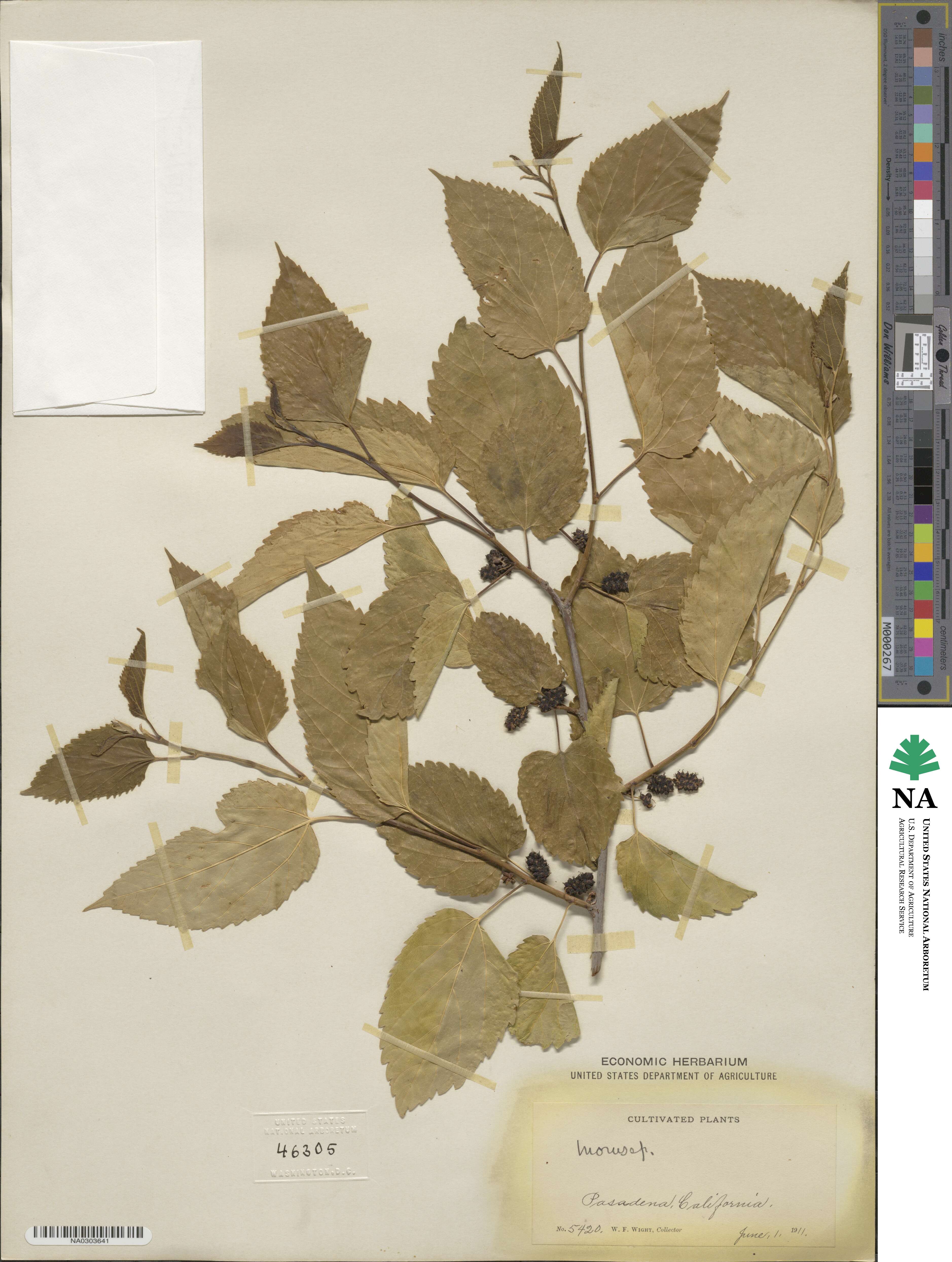 Morus alba image