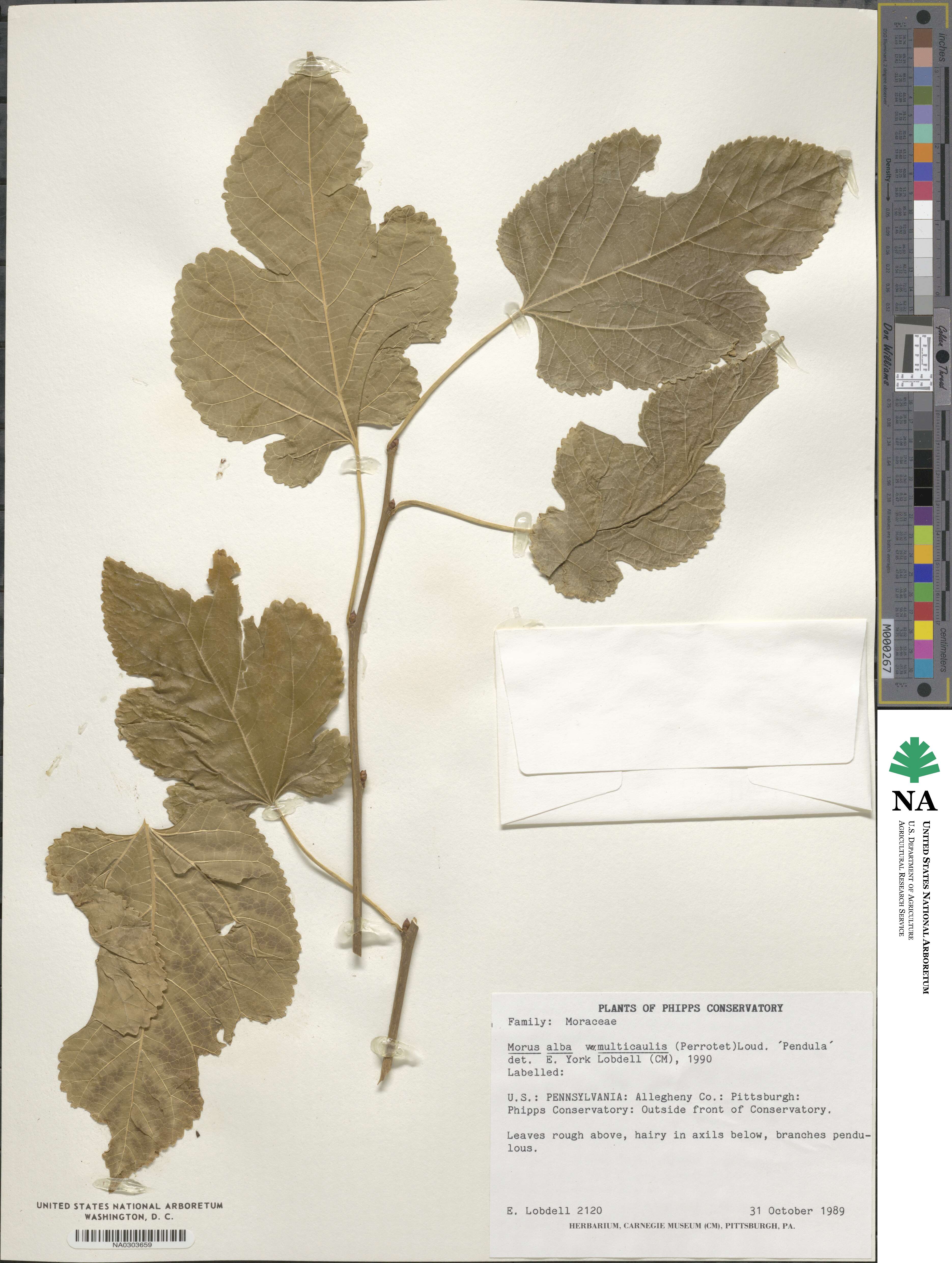 Morus alba var. multicaulis image