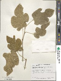 Morus alba var. multicaulis image