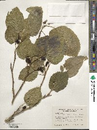 Morus alba var. multicaulis image