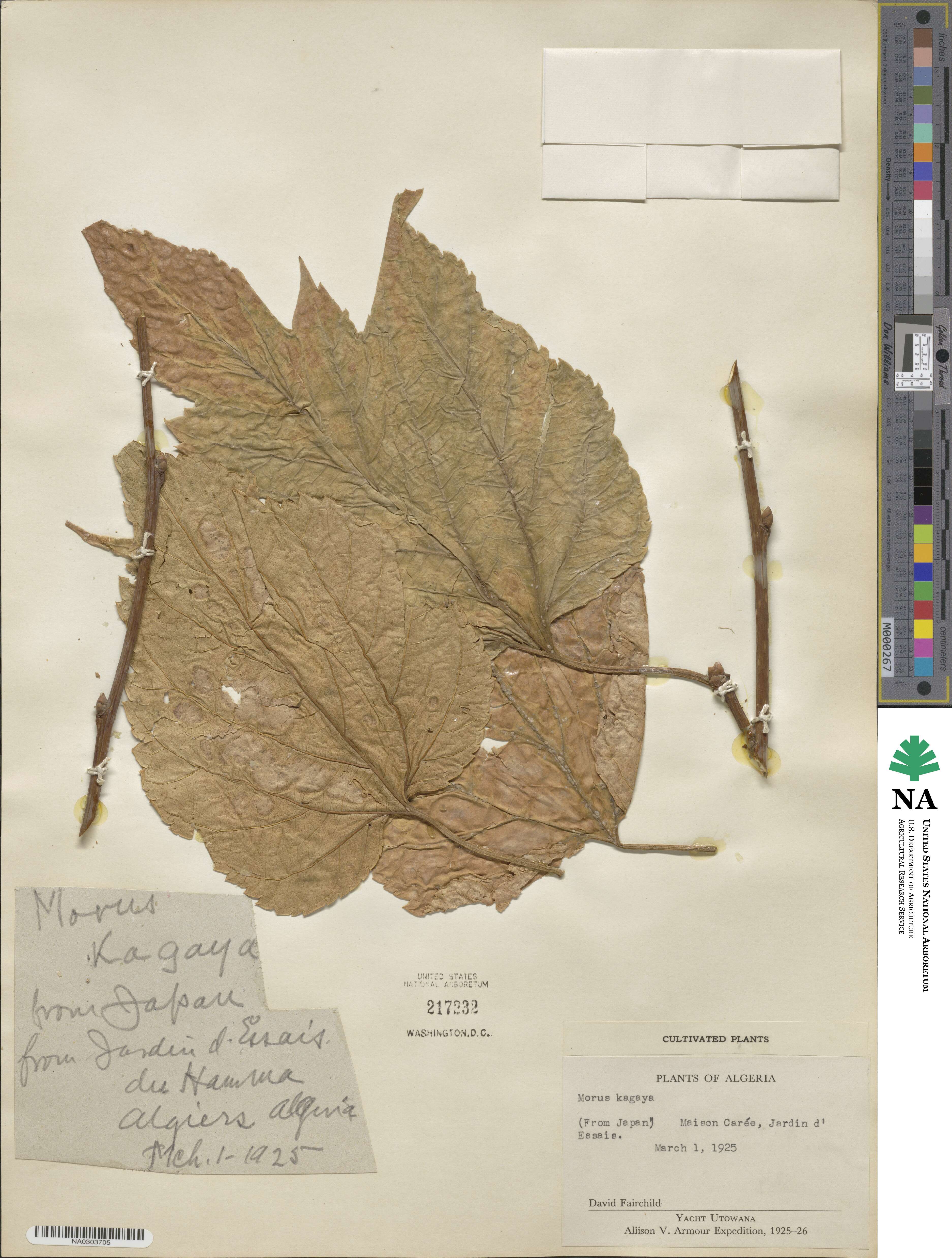 Morus australis image
