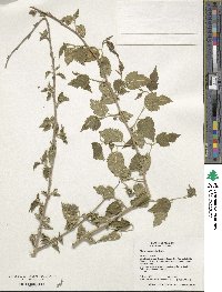 Morus microphylla image