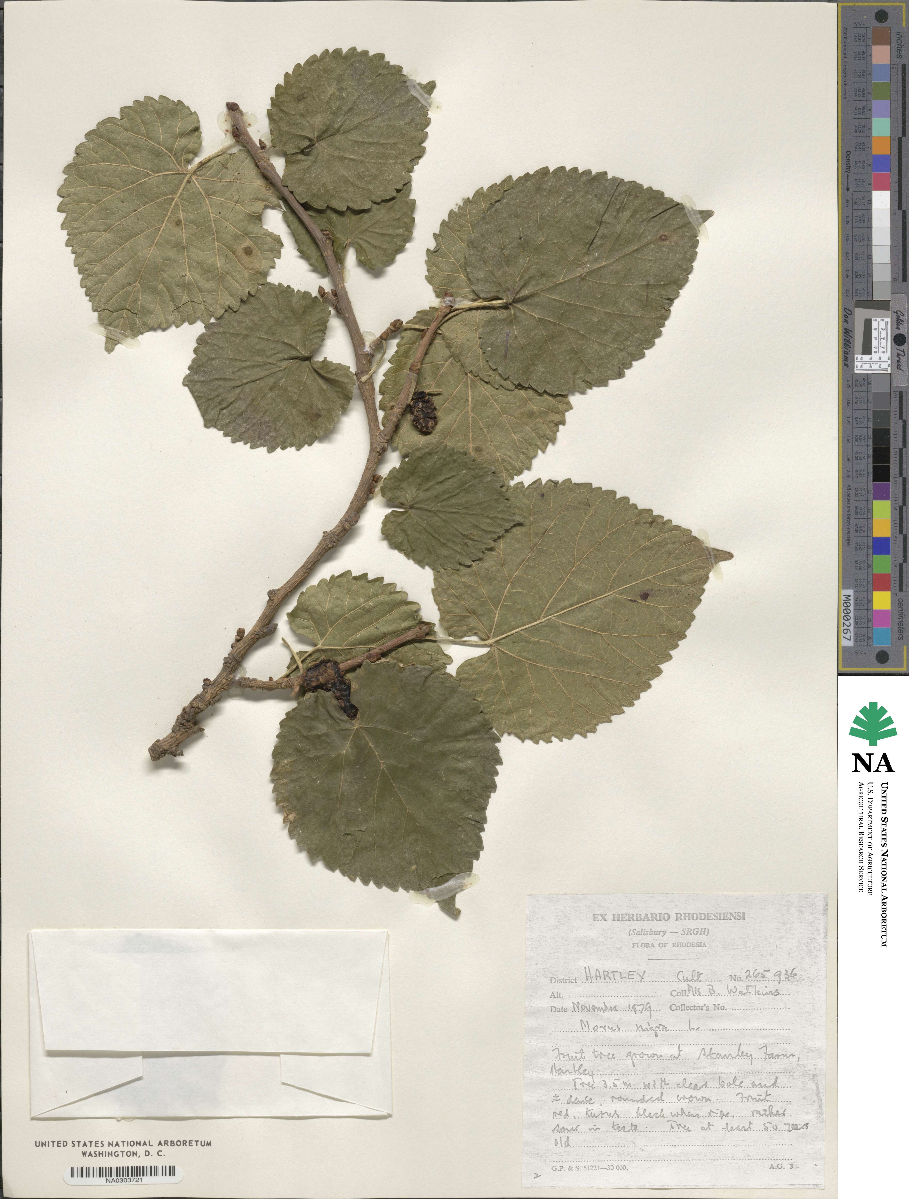Morus nigra image