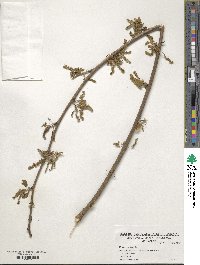 Morus rubra image