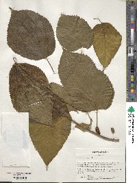 Morus rubra image