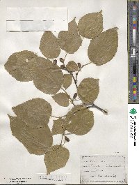 Morus rubra image