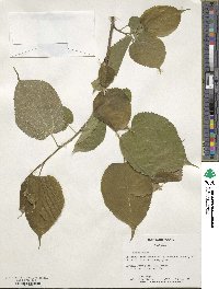 Morus rubra image