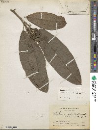 Image of Trophis cuspidata