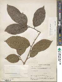 Trophis racemosa image