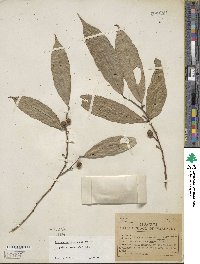 Trophis racemosa image