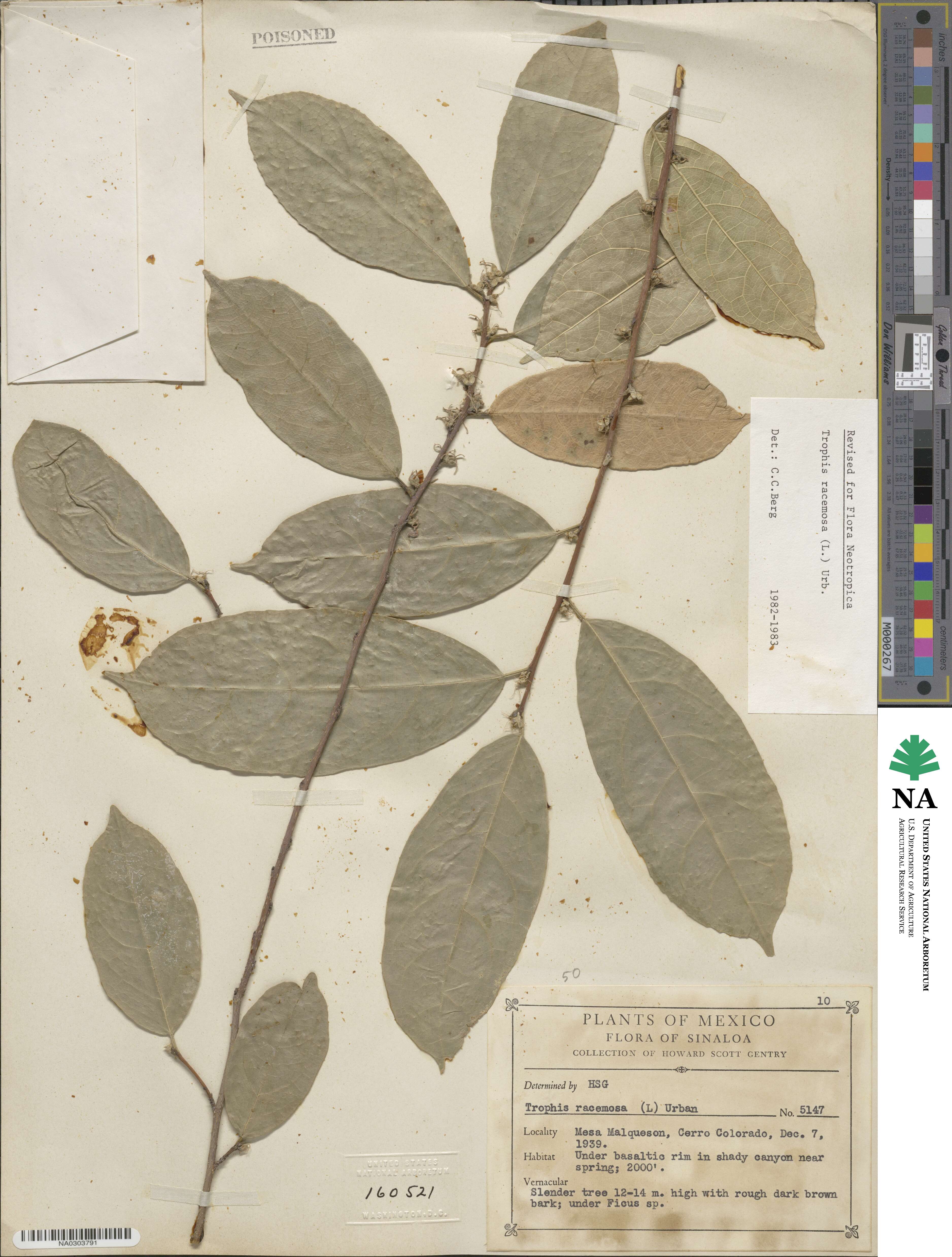Trophis racemosa image