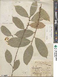 Trophis racemosa image