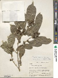 Trophis racemosa image