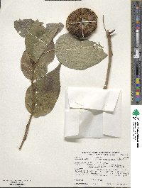 Maclura pomifera image