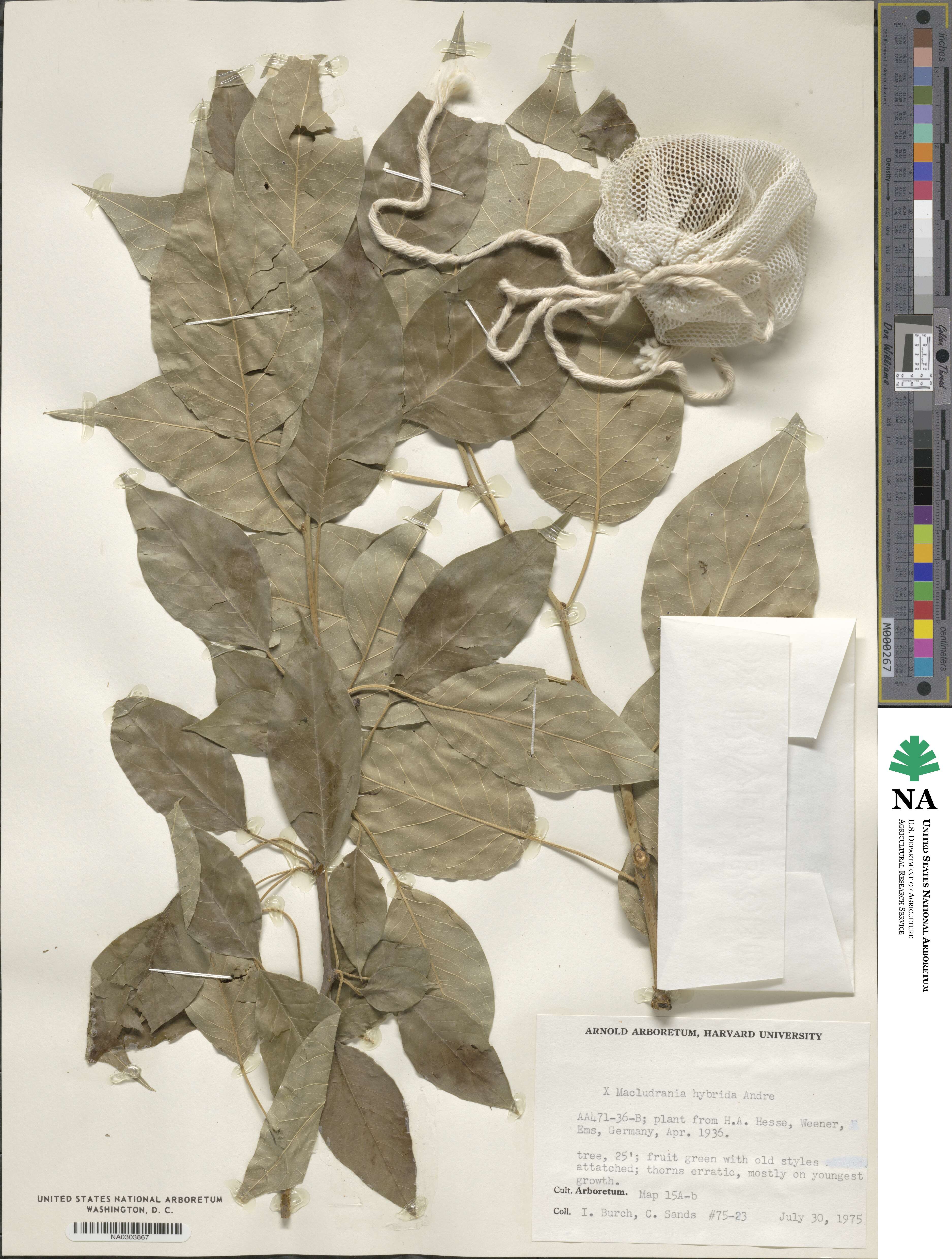 ×Macludrania hybrida image