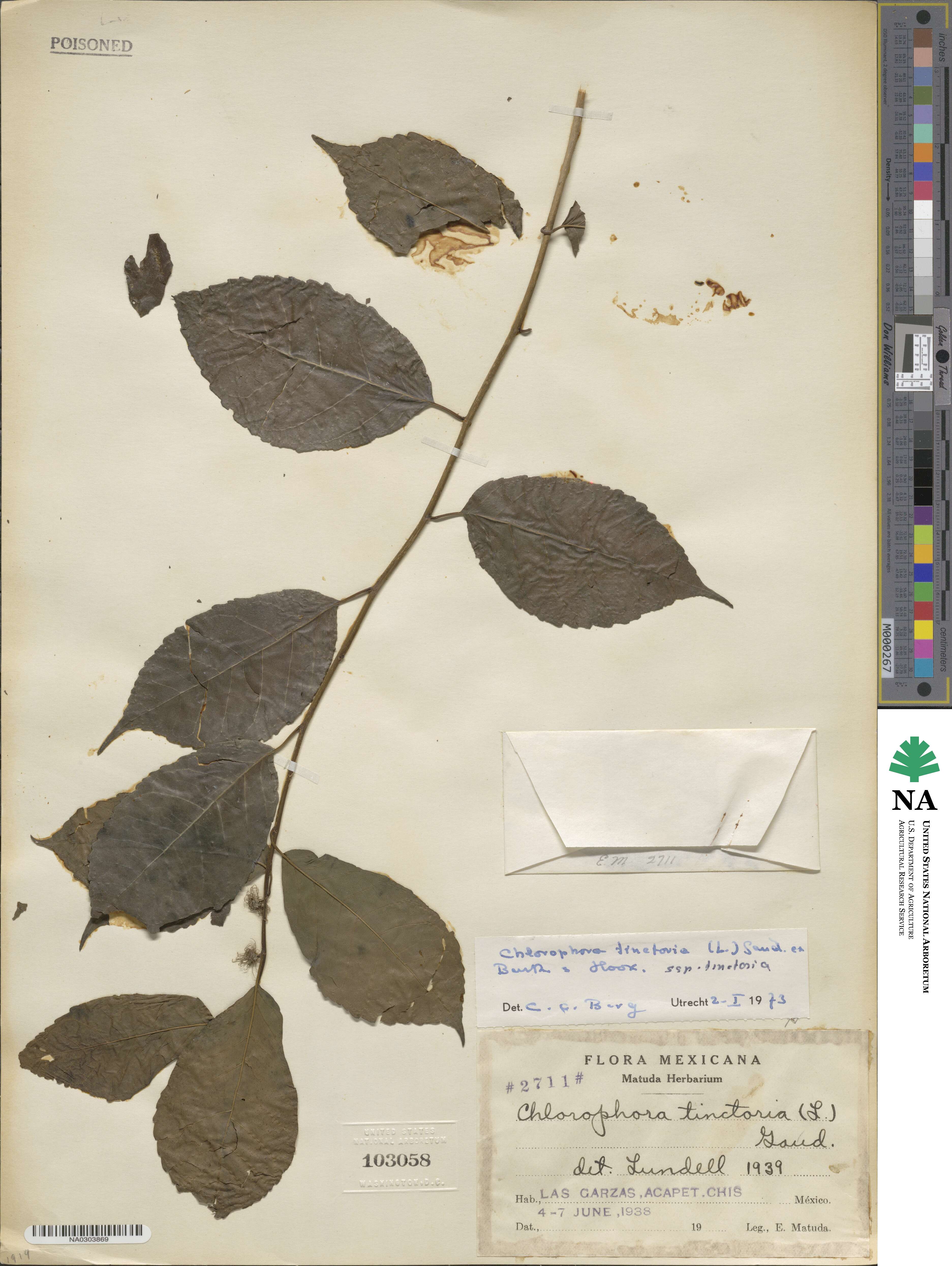 Maclura tinctoria image